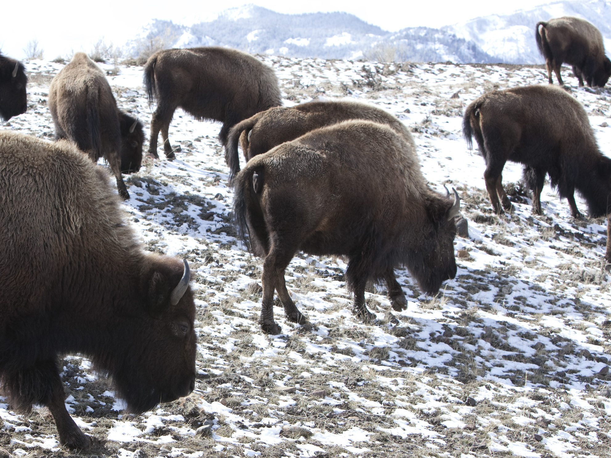 caption: Bison roam outside Yellowstone National Park in Gardiner, Mont., on March 17, 2011. Thirteen bison were killed or had to be euthanized after their herd was struck by a semi-truck involved in an accident with two other vehicles on a dark Montana highway just outside Yellowstone National Park, authorities said Friday, Dec. 30, 2022.