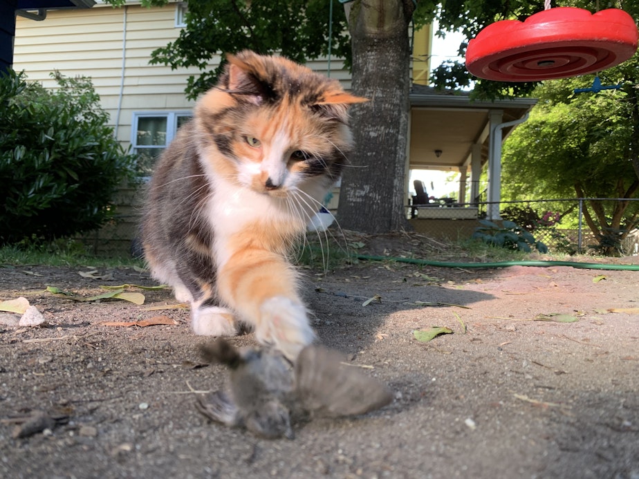 caption: Outdoor cat Cleocatra swats a songbird, one of three she killed on June 24, 2021, in Seattle.  