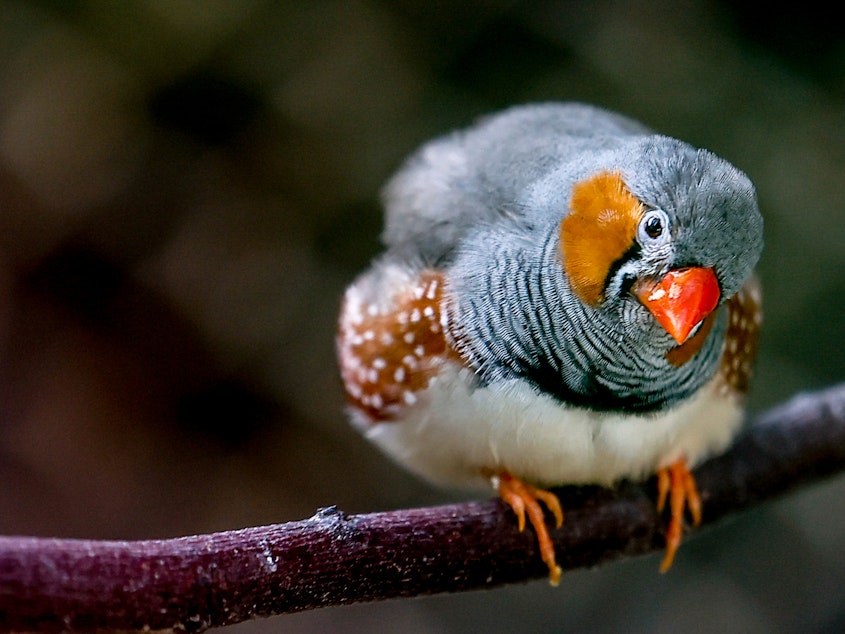 caption: New research suggests that zebra finches must sing a lot to maintain top-tier singing performances.