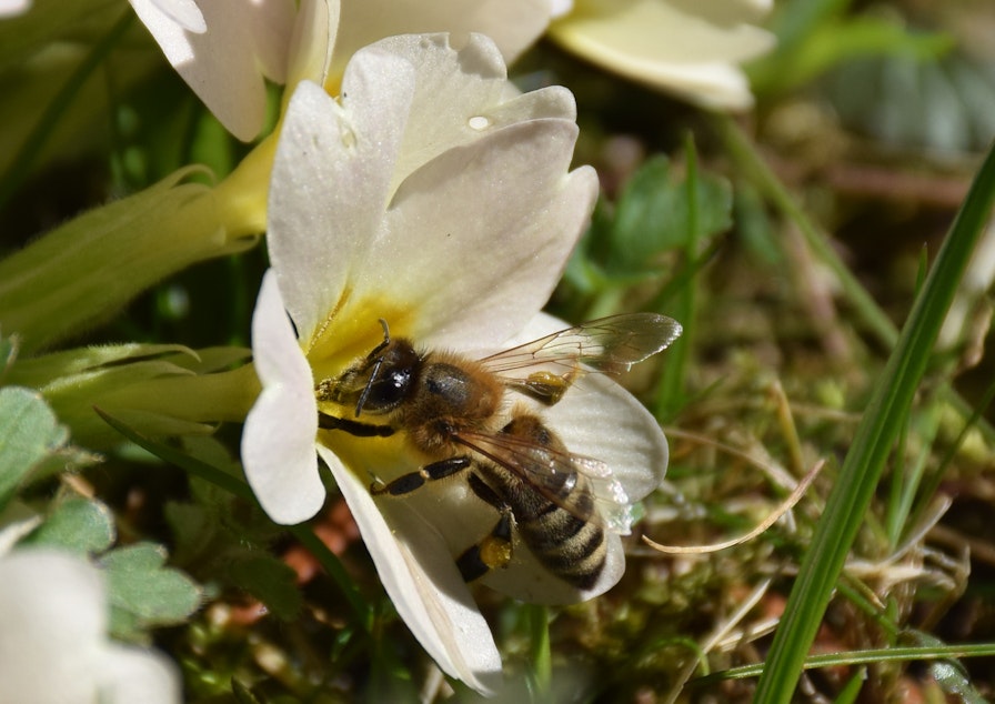 caption: A bee on a primrose.