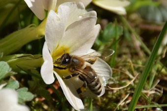 caption: A bee on a primrose.