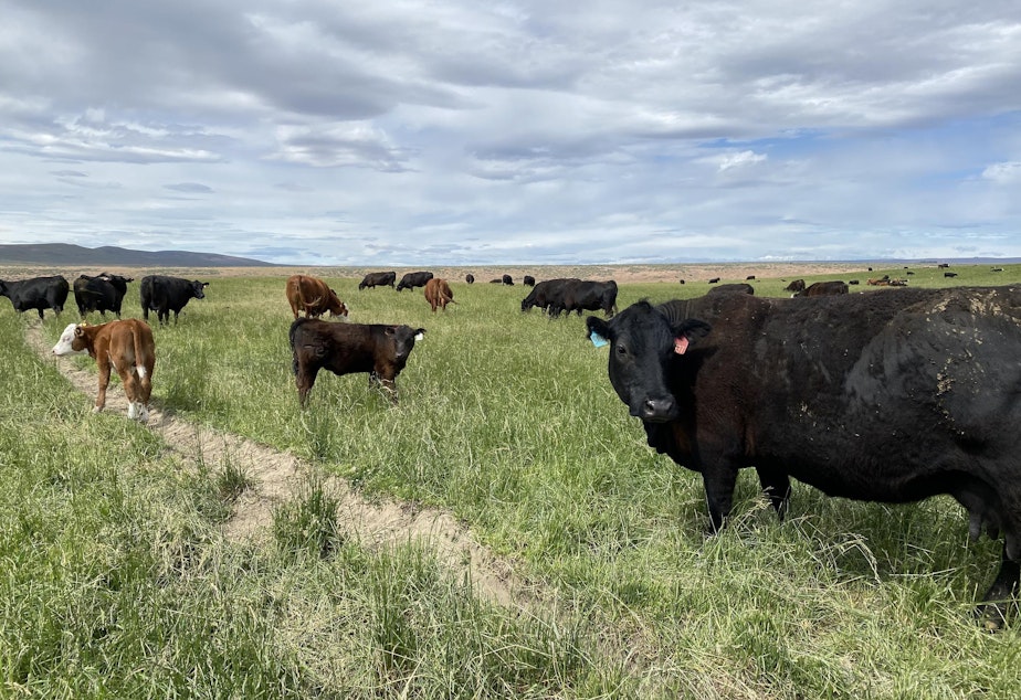 caption: 120 pair of cows and their calves loaf and graze in a tall, irrigated pasture on the McBride Ranch, May 24, 2021.