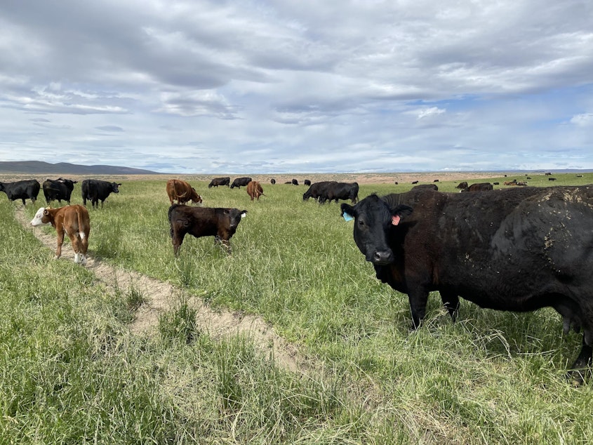 caption: 120 pair of cows and their calves loaf and graze in a tall, irrigated pasture on the McBride Ranch, May 24, 2021.