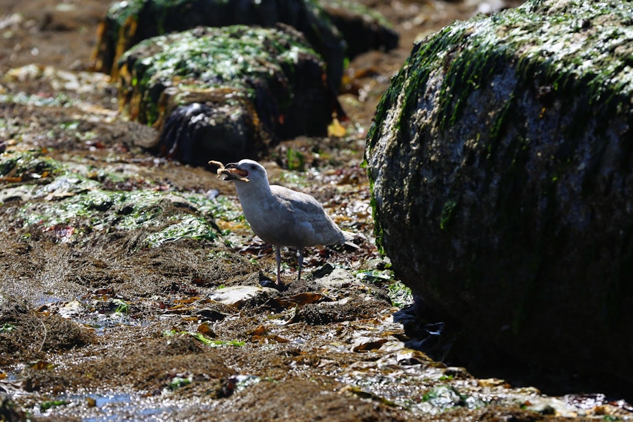 caption: Seagull eating a sea star during the Seattle low tide of June 5, 2023.