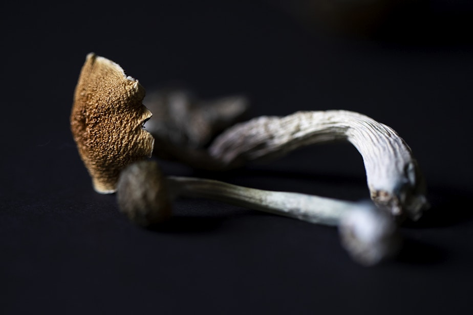 Mf Psilocybin02