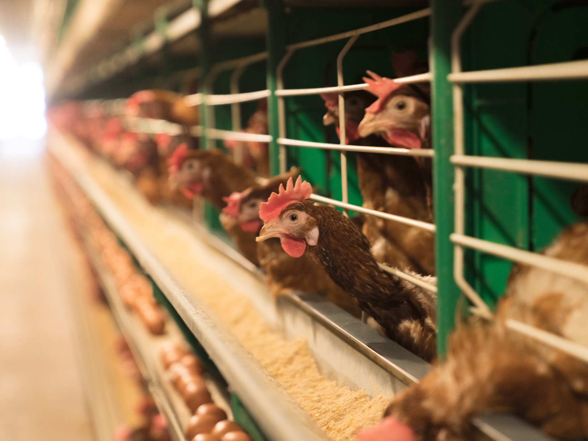 caption: The H5N1 bird flu virus has been raising fears across the country and has spread into dairy cattle.