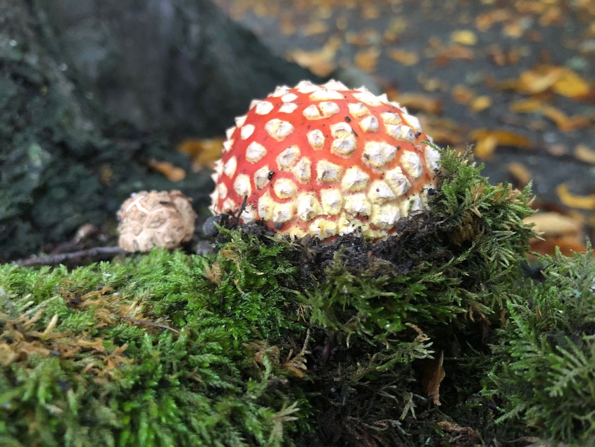 caption: A mushroom spotted near Laurelhurst in Seattle.