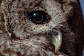 barred owl generic