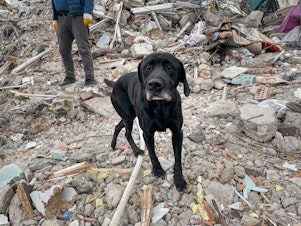 caption: Peter Pan, a dog that is part of a USAID rescue crew in Turkey, scrambles over piles of debris, sniffing for the scent of any survivors stuck inside.