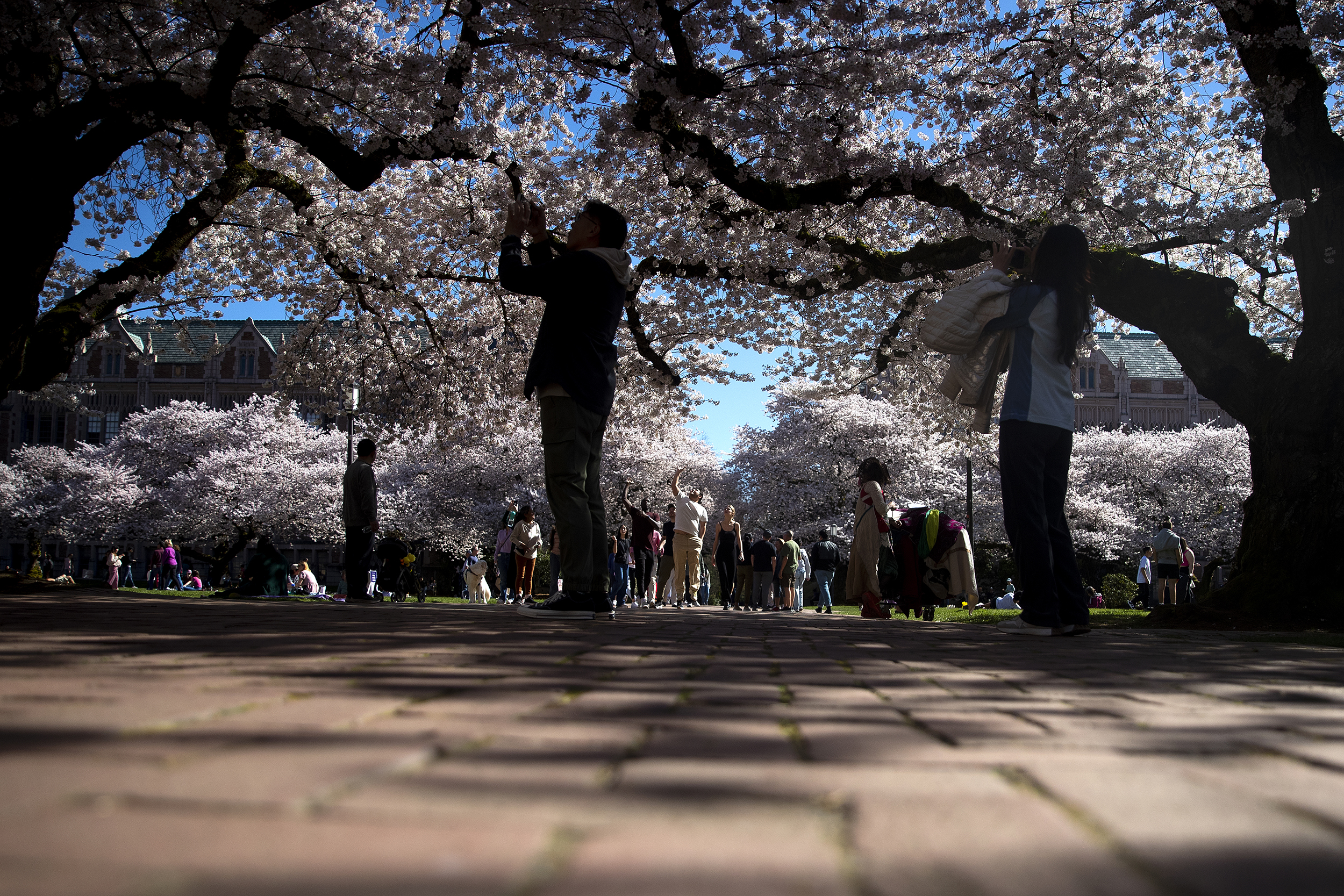 caption: Crowds flock to see the cherry blossom trees on the University of Washington campus in bloom, shown here on Monday, March 18, 2024, in Seattle. 