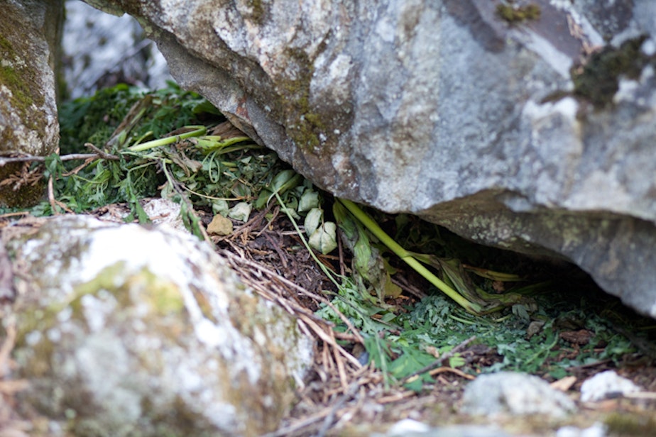 caption: A haypile of wildflowers and stems collected by a pika.