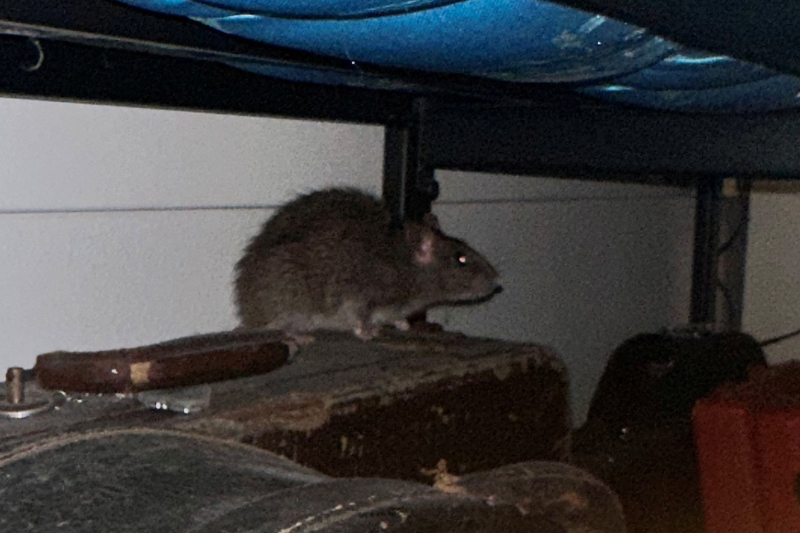 caption: Max Chastain took this picture of a rat that he says entered his Ballard apartment through the toilet and then hid under his bed. The rat was named "One-Eyed Willie" as it had only one eye.