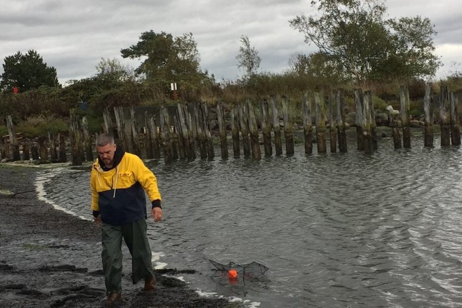 caption: Lummi fisherman Daniel Washington sets a trap for European green crabs on Lummi reservation tidelands.