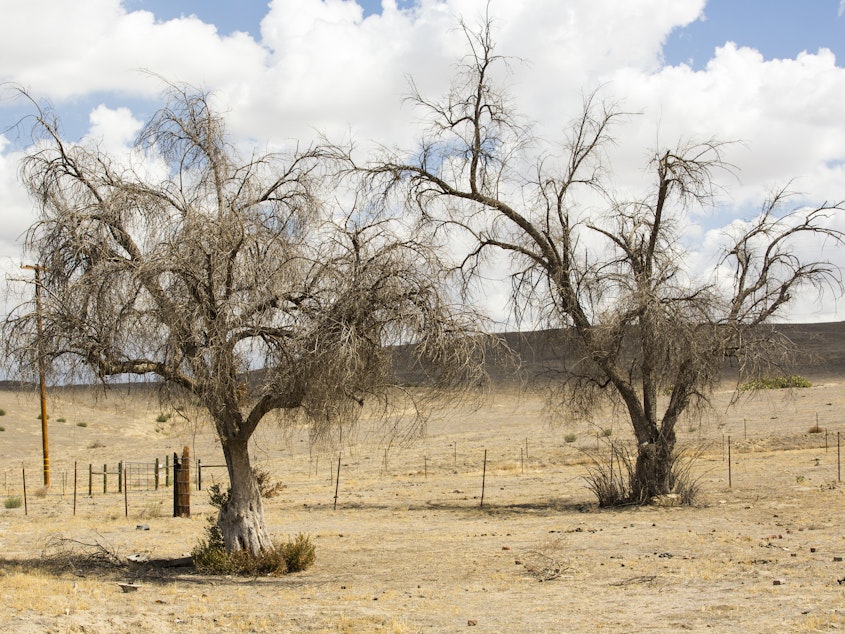 caption: As the climate warms, drought is killing large numbers of trees in California. Scientists are looking to the past to try and understand how the ecosystems of today may be changing.