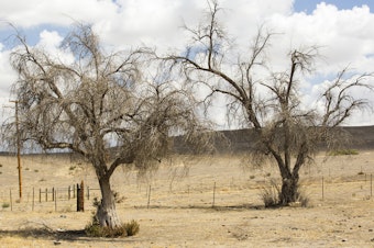 caption: As the climate warms, drought is killing large numbers of trees in California. Scientists are looking to the past to try and understand how the ecosystems of today may be changing.