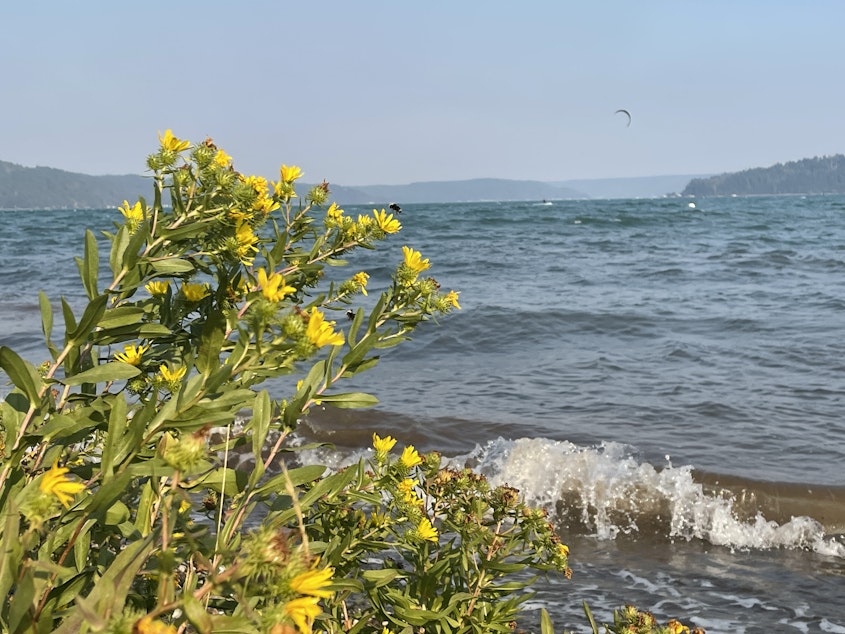 caption: Puget Sound gumweed on the shore of Hood Canal at Potlatch State Park in Sept. 2022