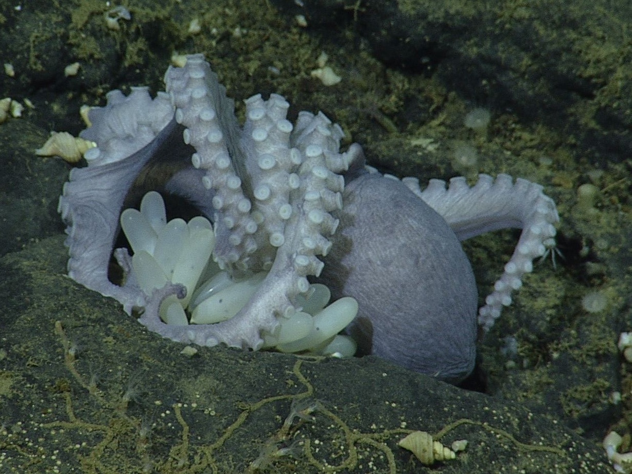 KUOW - Here's why 6,000 octopuses like to be under the sea KUOW - Here's why 6,000 octopuses like to be under the sea