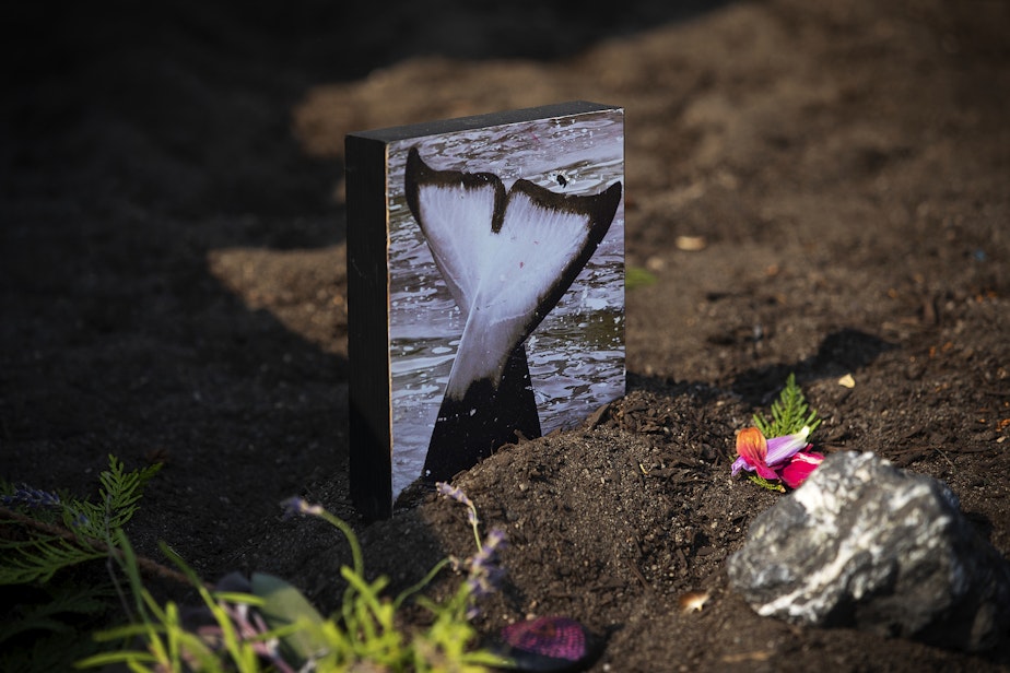 caption: A photograph of Tokitae is displayed near a story pole carved by the House of Tears Carvers during a celebration of her life on Sunday, August 27, 2023, at Jackson Beach on San Juan Island.