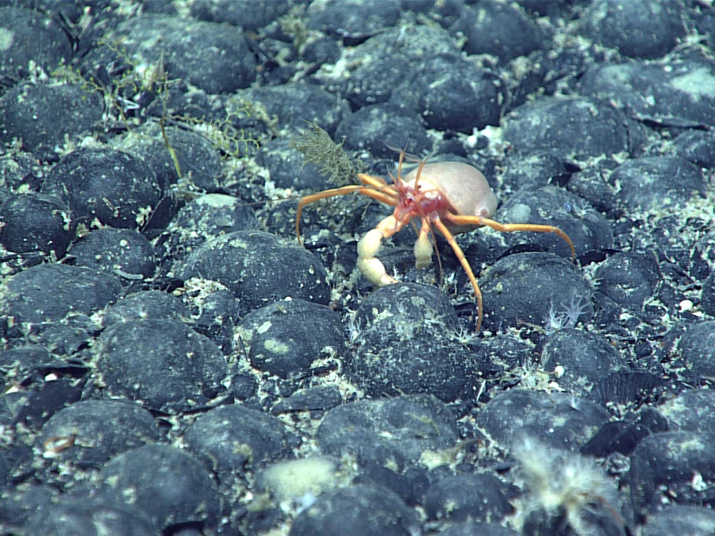 caption: Negotiators are hammering out rules to govern mining on the ocean floor, where critical metals are found in deposits called polymetallic nodules. Here, ferromanganese nodules in the North Atlantic.