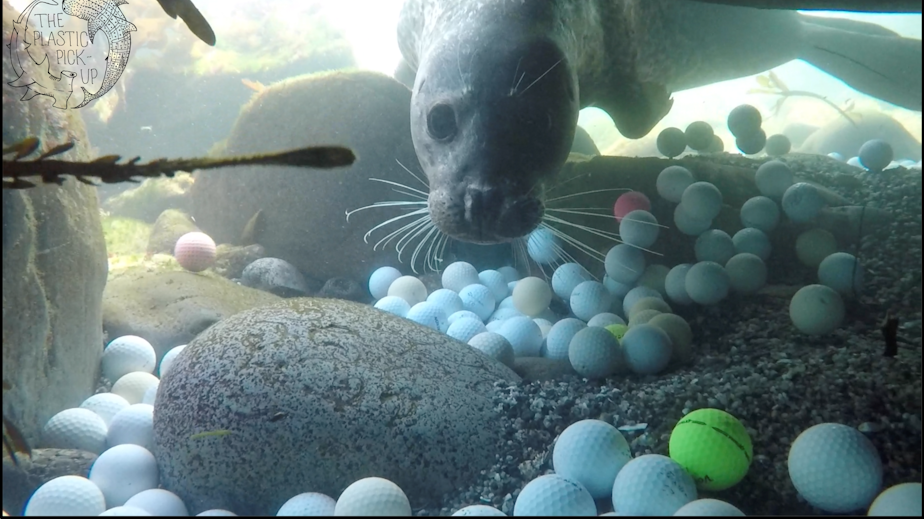 caption: A curious harbor seal checks out diver Mike Weber as he and his team pick up golf balls in the waters off the coast of Northern California.