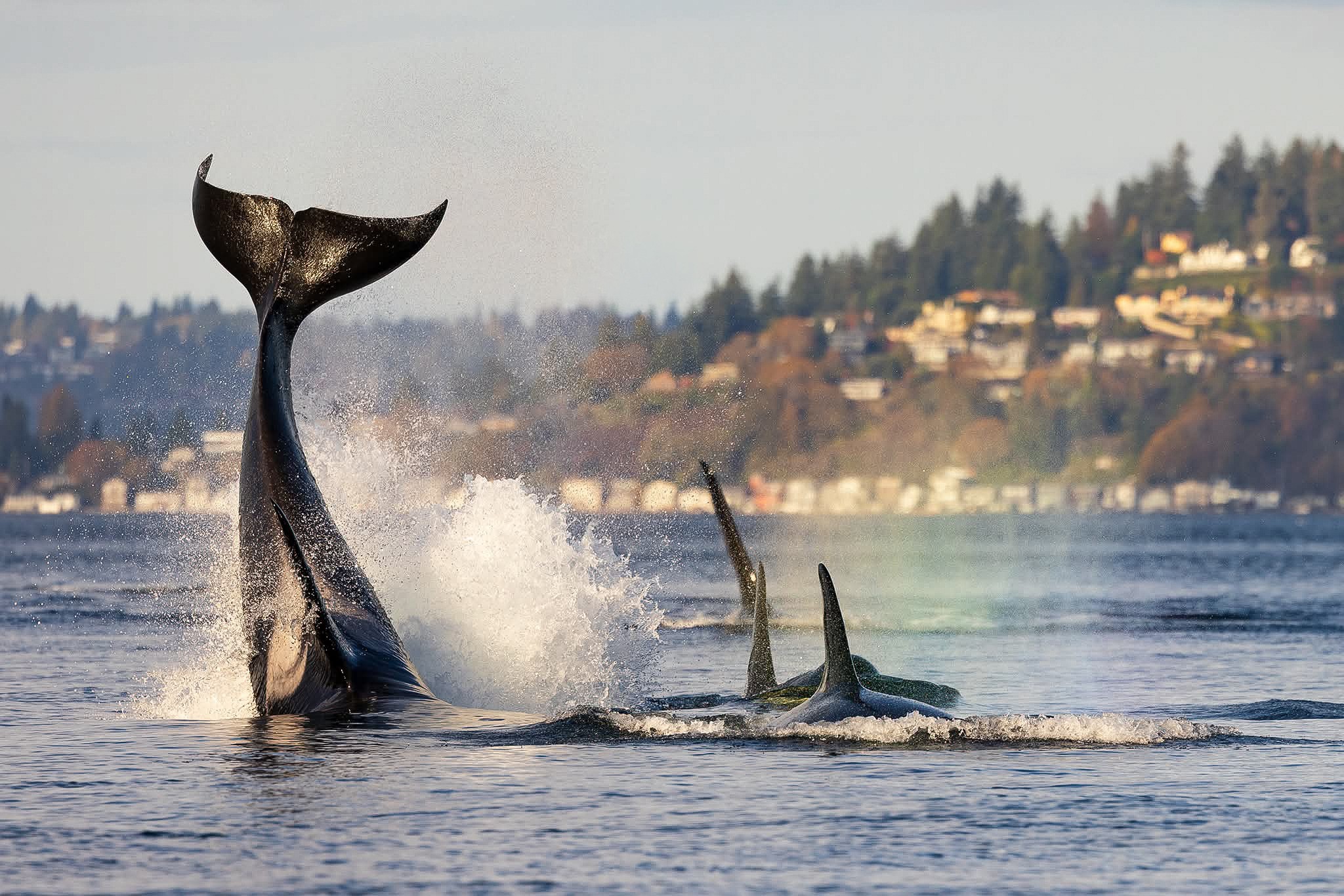 caption: An endangered killer whale slaps its tail while its neighbors surface in Puget Sound near Vashon Island, Washington, on Nov. 2, 2025.