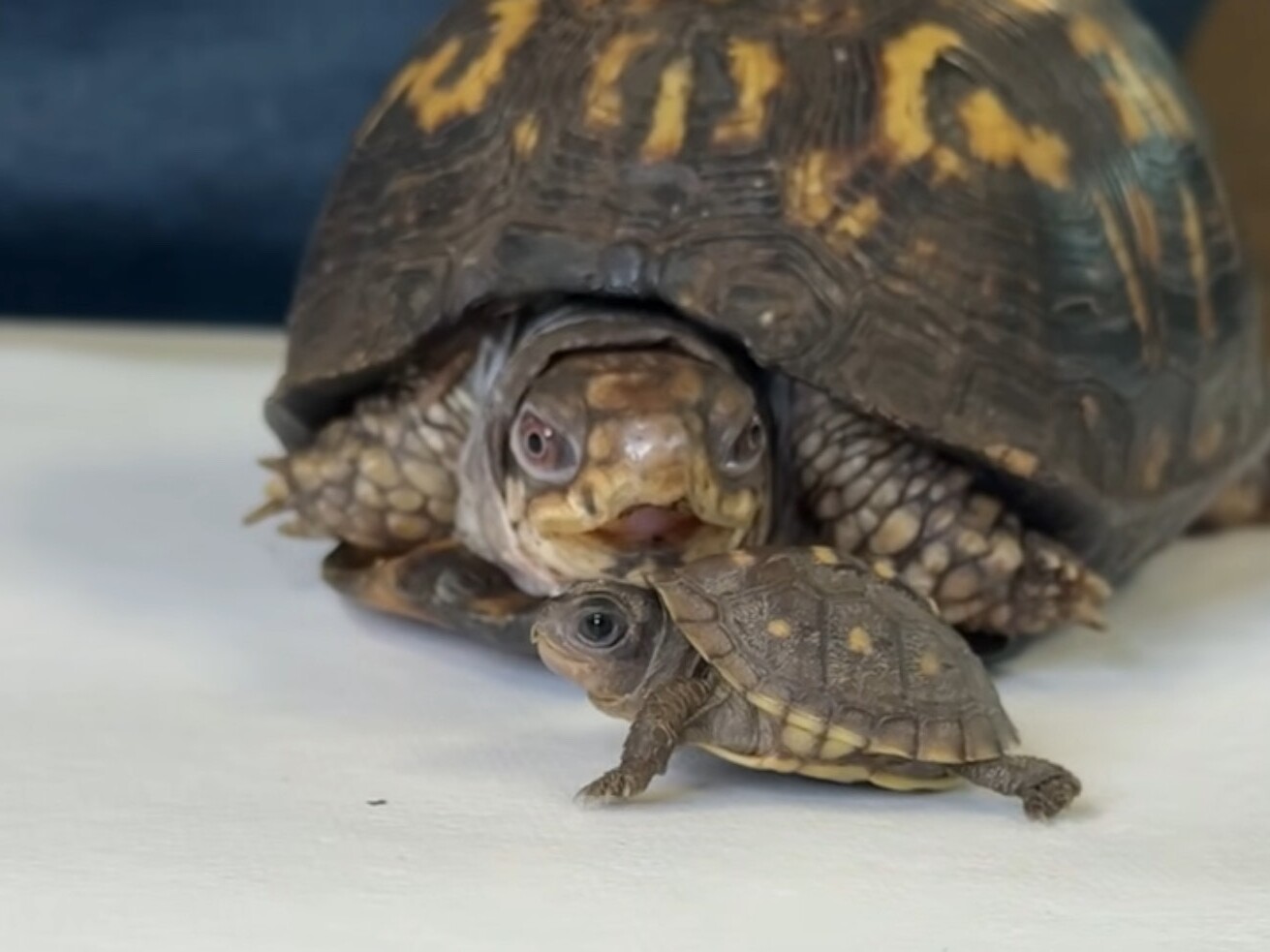 caption: Rockalina, the eastern box turtle, looks on as a baby of her kind scuttles past.