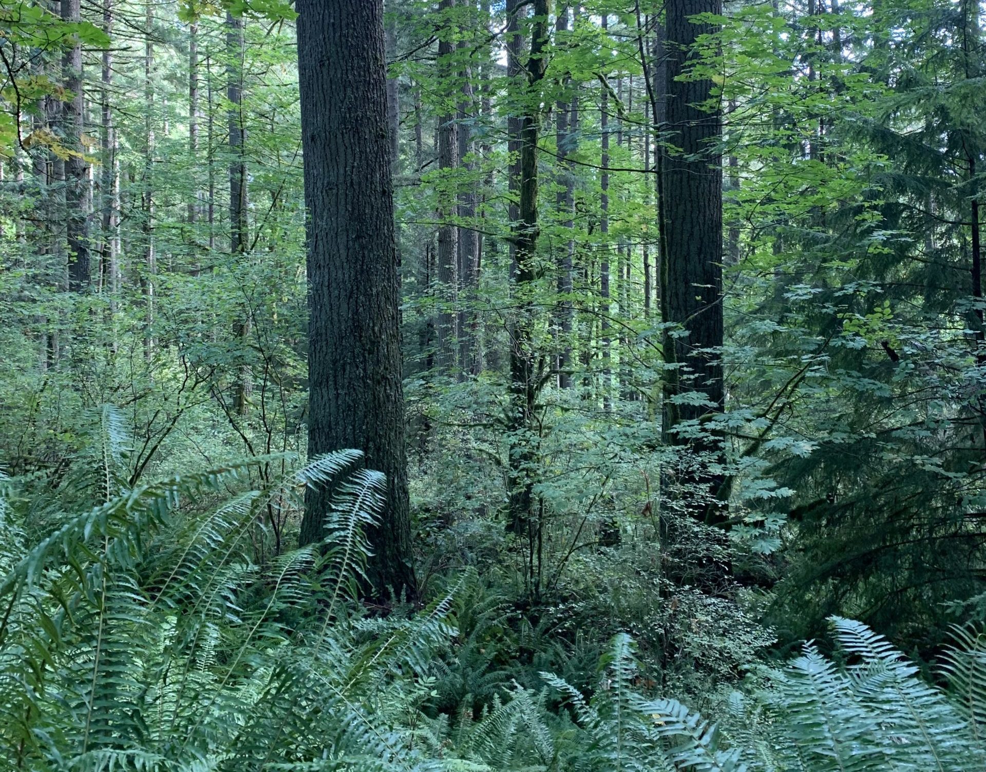 caption: At a Washington State Supreme Court hearing, a coalition of conservation groups argued state trust lands, including timberlands, should benefit all Washington residents.