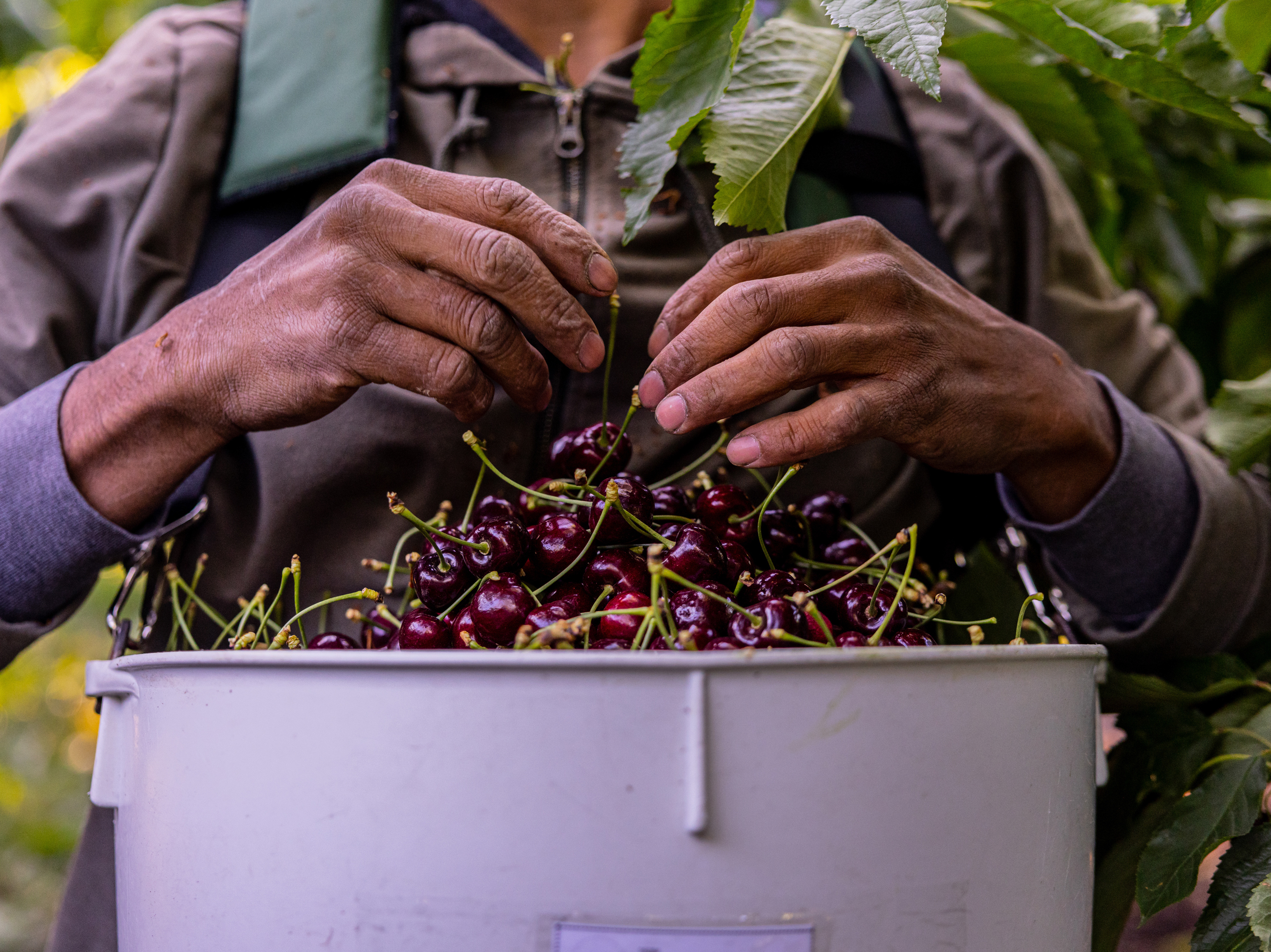 caption: A worker harvests cherries in the early hours of the morning on a farm near Sunnyside, Wash., on June 14.