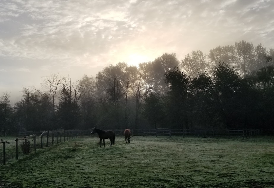 caption: Horses graze at the home of Rachel and Alayna, two women who co-own property in Lake Stevens. The two purchased their home in April 2018, after less than a year of getting to know each other through their shared love of horses. 