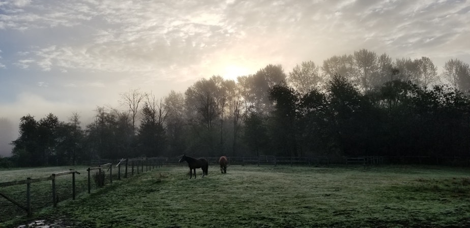 caption: Horses graze at the home of Rachel and Alayna, two women who co-own property in Lake Stevens. The two purchased their home in April 2018, after less than a year of getting to know each other through their shared love of horses.