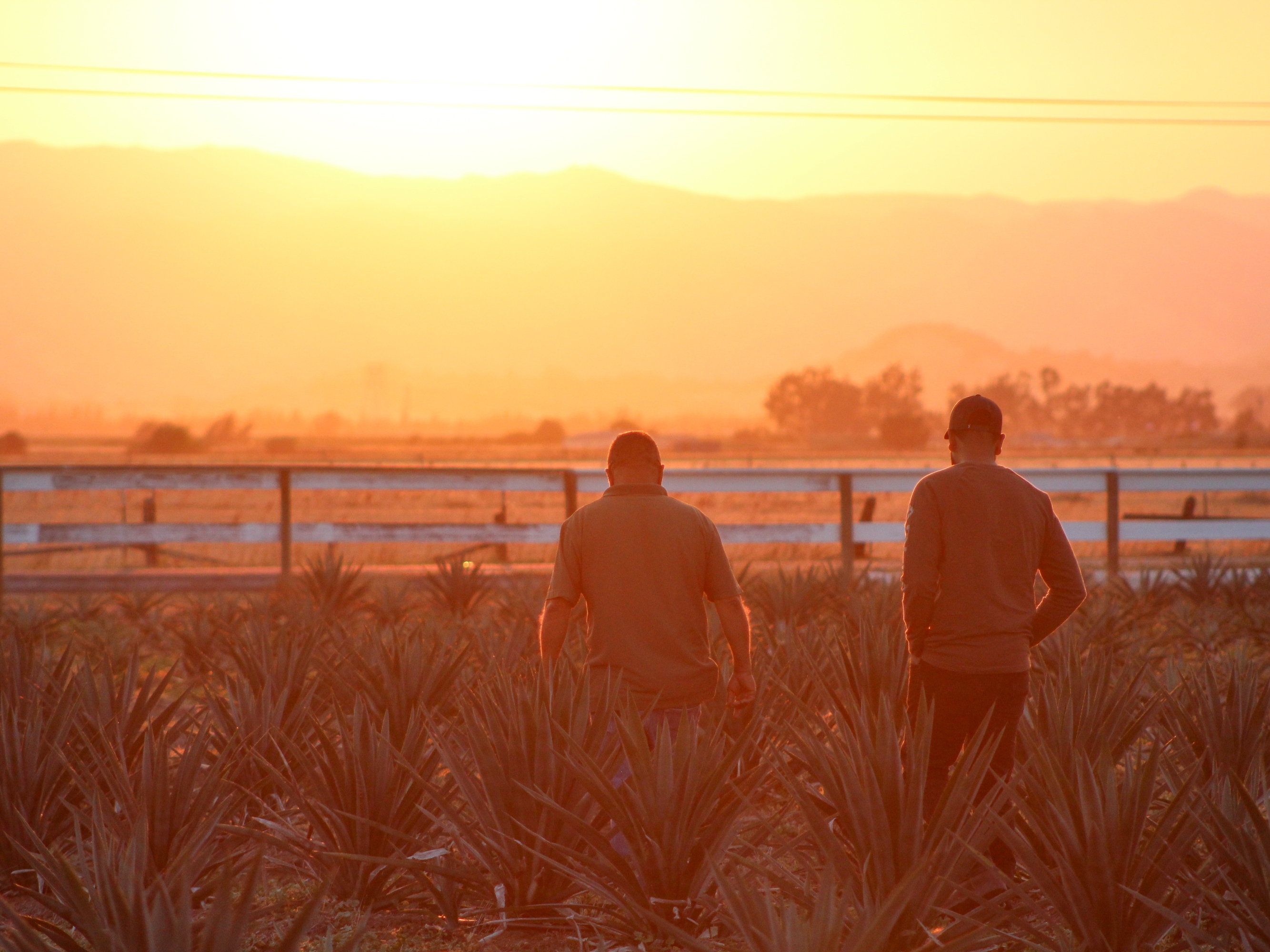 caption: Juan Rodriguez and his cousin Orlando Flores check on their 2-acre agave field in Vacaville, Calif., on June 26. Their crop was planted two years ago and will be ready to harvest in another five years or so.