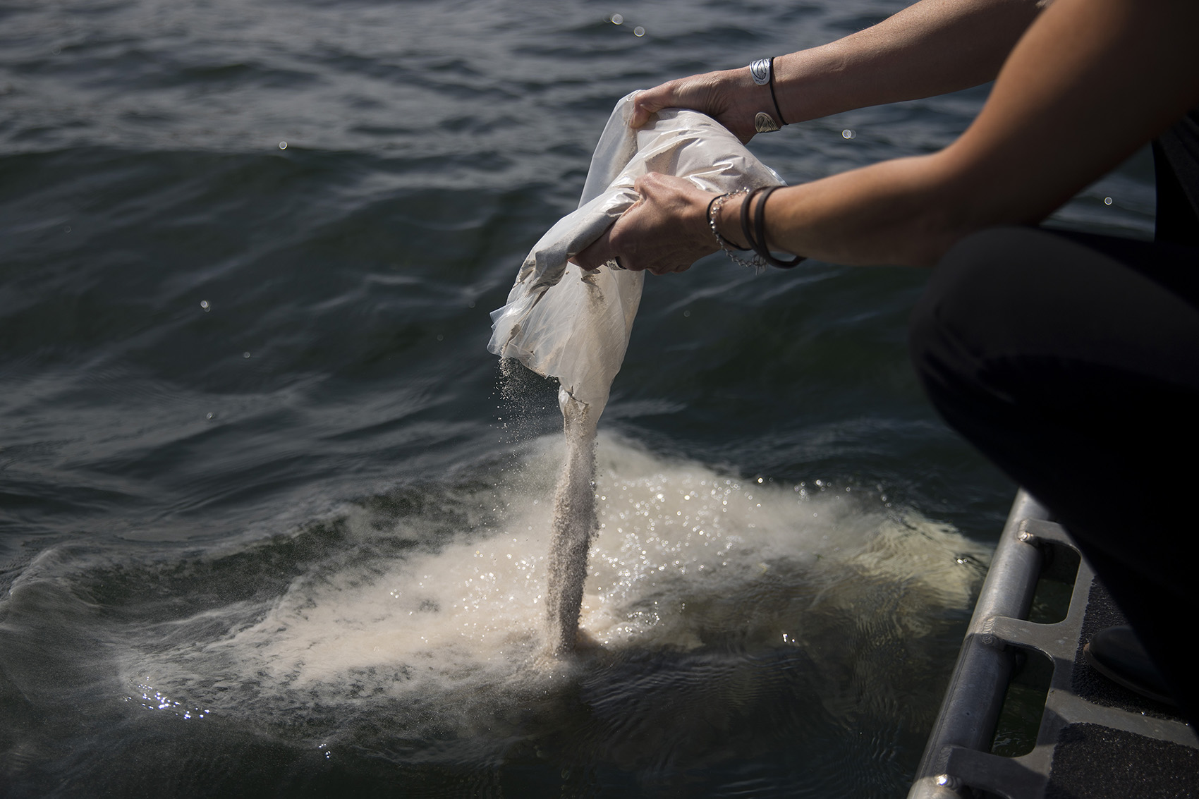 caption: Dr. Megan Quinn, a Forensic Pathologist with the Pierce County Medical Examiner's Office scatters unclaimed ashes on Wednesday, August 29, 2018, into the Puget Sound.