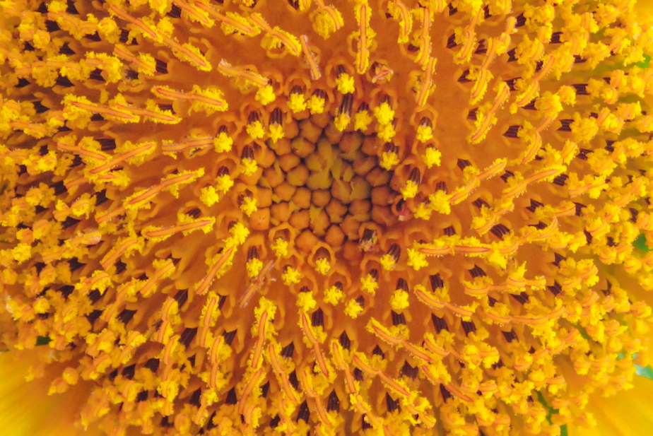 flower pollen generic