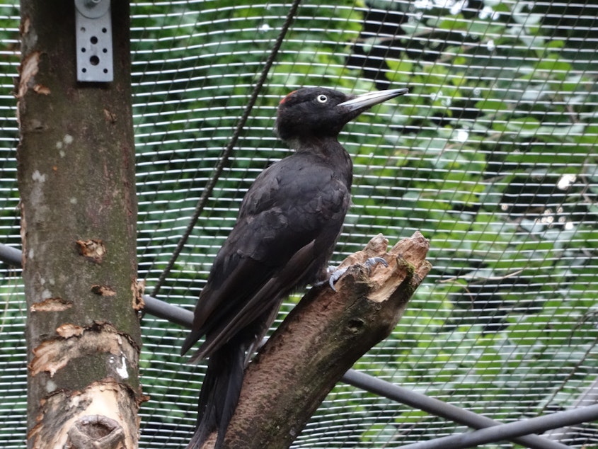 caption: Sam Van Wassenbergh and his team filmed this black woodpecker at Alpenzoo Innbruck, Austria, for their study.