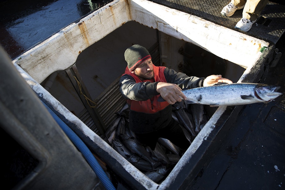 caption: Aboard fishing vessel Marathon, Nathan Cultee tosses one of 16 farm-raised Atlantic salmon caught after a day of fishing on Tuesday, August 22, 2017, at Home Port Seafoods in Bellingham.