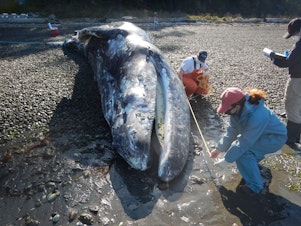 caption: Scientists (L-R) Jessie Huggins,  Stephanie Norman and Mandi Johnson conduct a necropsy on a beached gray whale on Washington's Discovery Bay in April 2020.