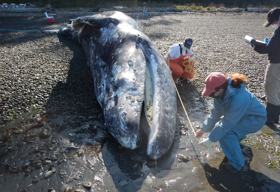 caption: Scientists (L-R) Jessie Huggins,  Stephanie Norman and Mandi Johnson conduct a necropsy on a beached gray whale on Washington's Discovery Bay in April 2020.