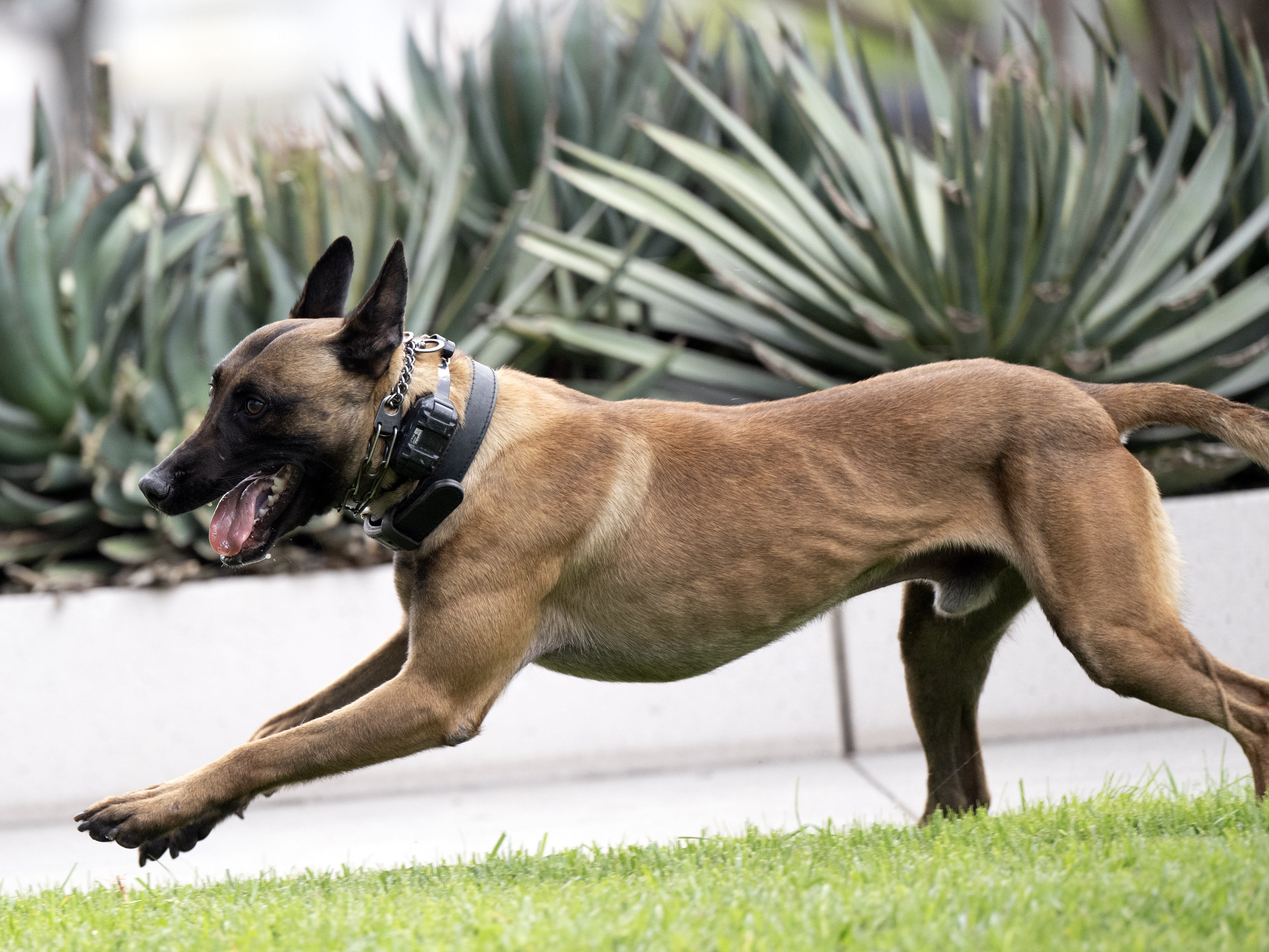 caption: The recent spread of police body cameras now threatens to upend the faith American courts long held in K-9 units.