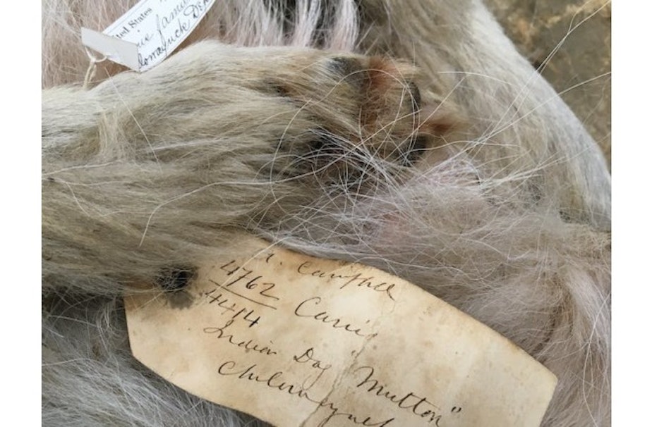 caption: Mutton's pelt and tag from the Smithsonian's collection, which has been preserved since 1859.