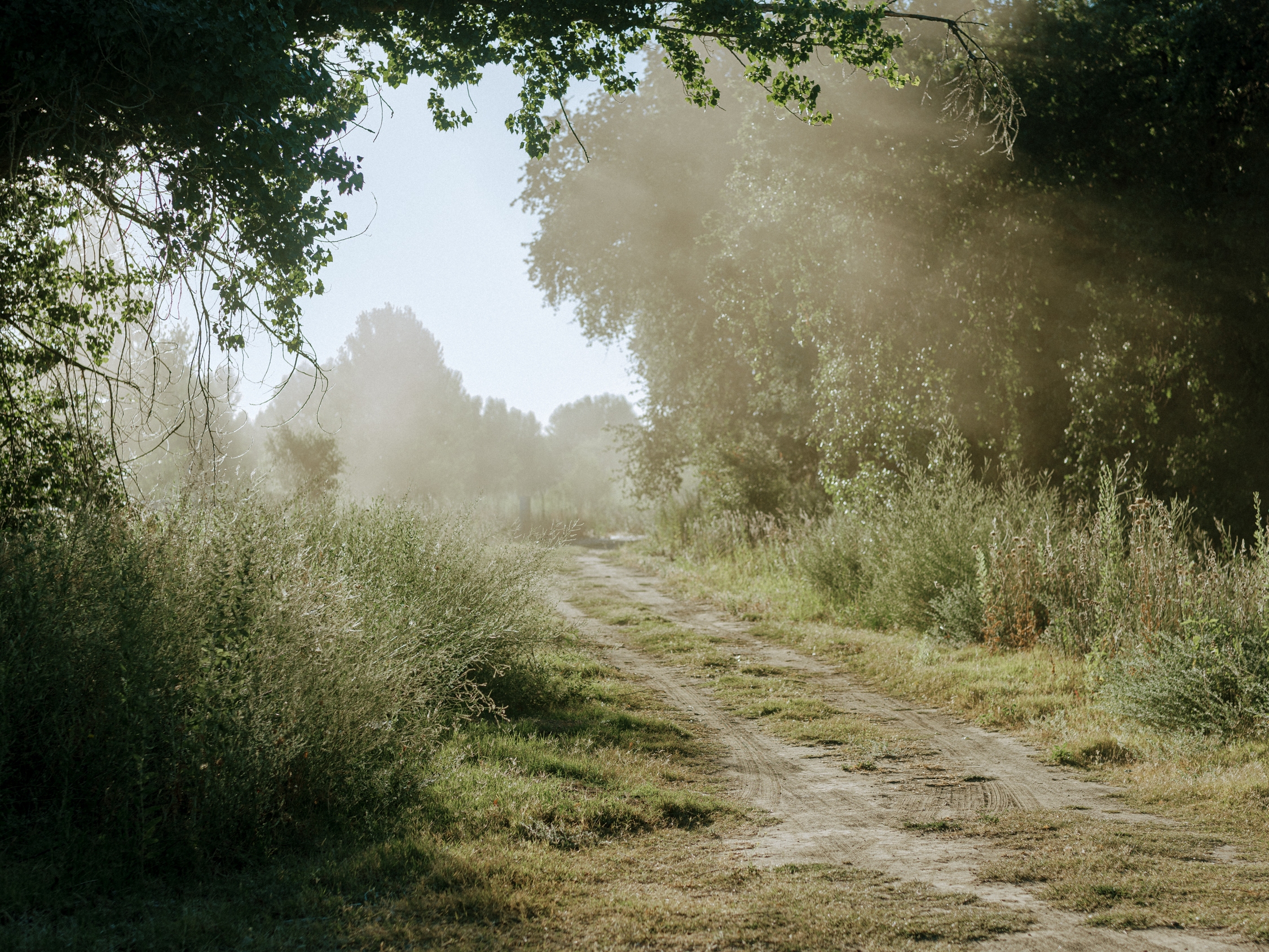 caption: The sun rises, shedding light onto an oak grove along the western edge of Dos Rios.
