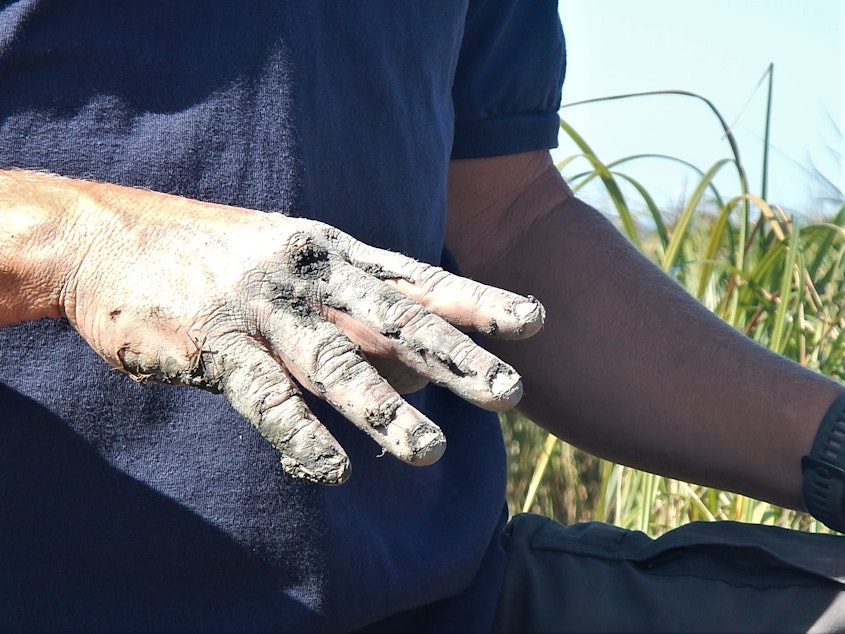 caption: John Rybczyk of Western Washington University doing some hands-on work with marsh sediments.