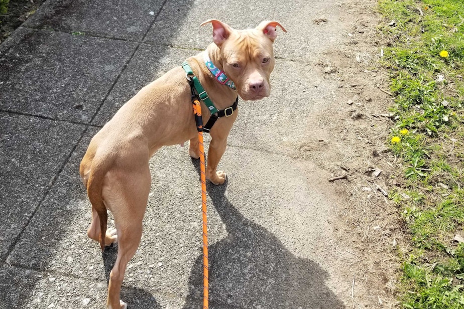 caption: Laura, a two-year-old pit bull, on a walk with Seattle Now Host Paige Browning. Like many dogs in shelters, Laura experiences anxiety and struggles to keep on weight. 