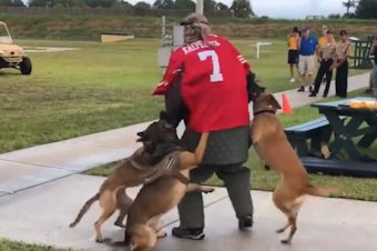 caption: A screenshot of a video posted on Twitter by Billy Corben shows a K-9 demonstration with a man wearing a Colin Kaepernick jersey.