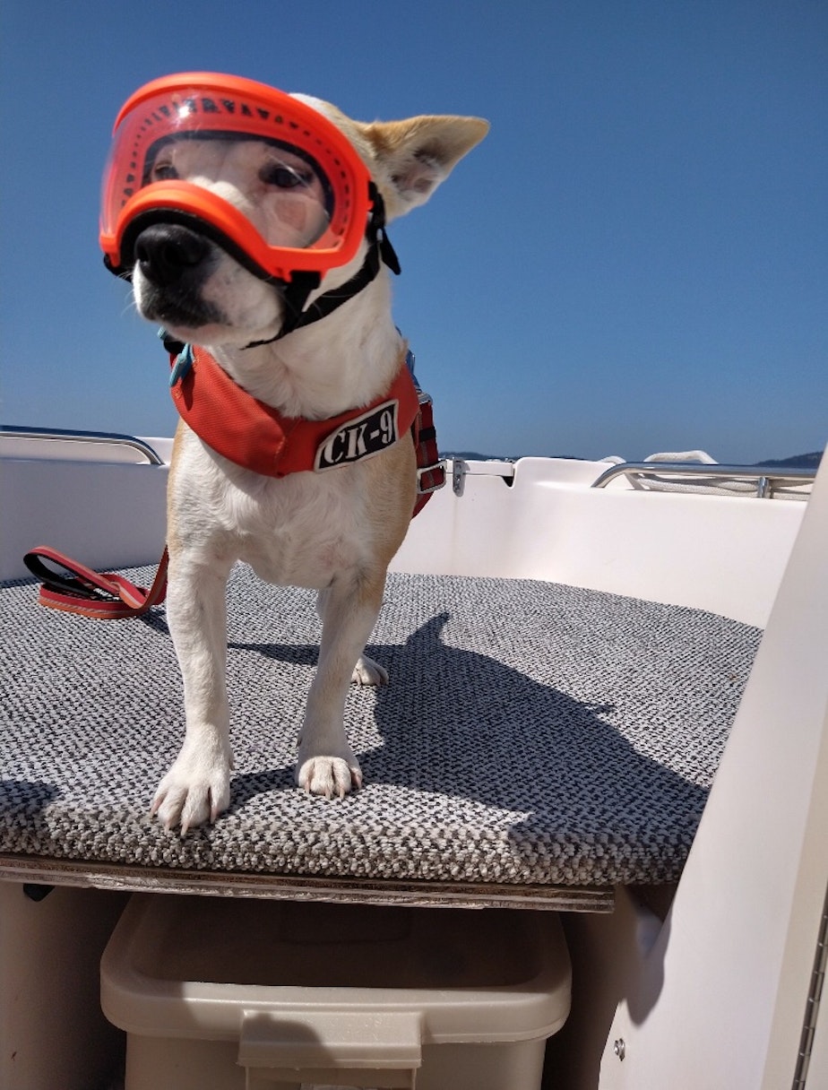 caption: Conservation canine Eba on Deborah Giles' research boat off San Juan Island in August