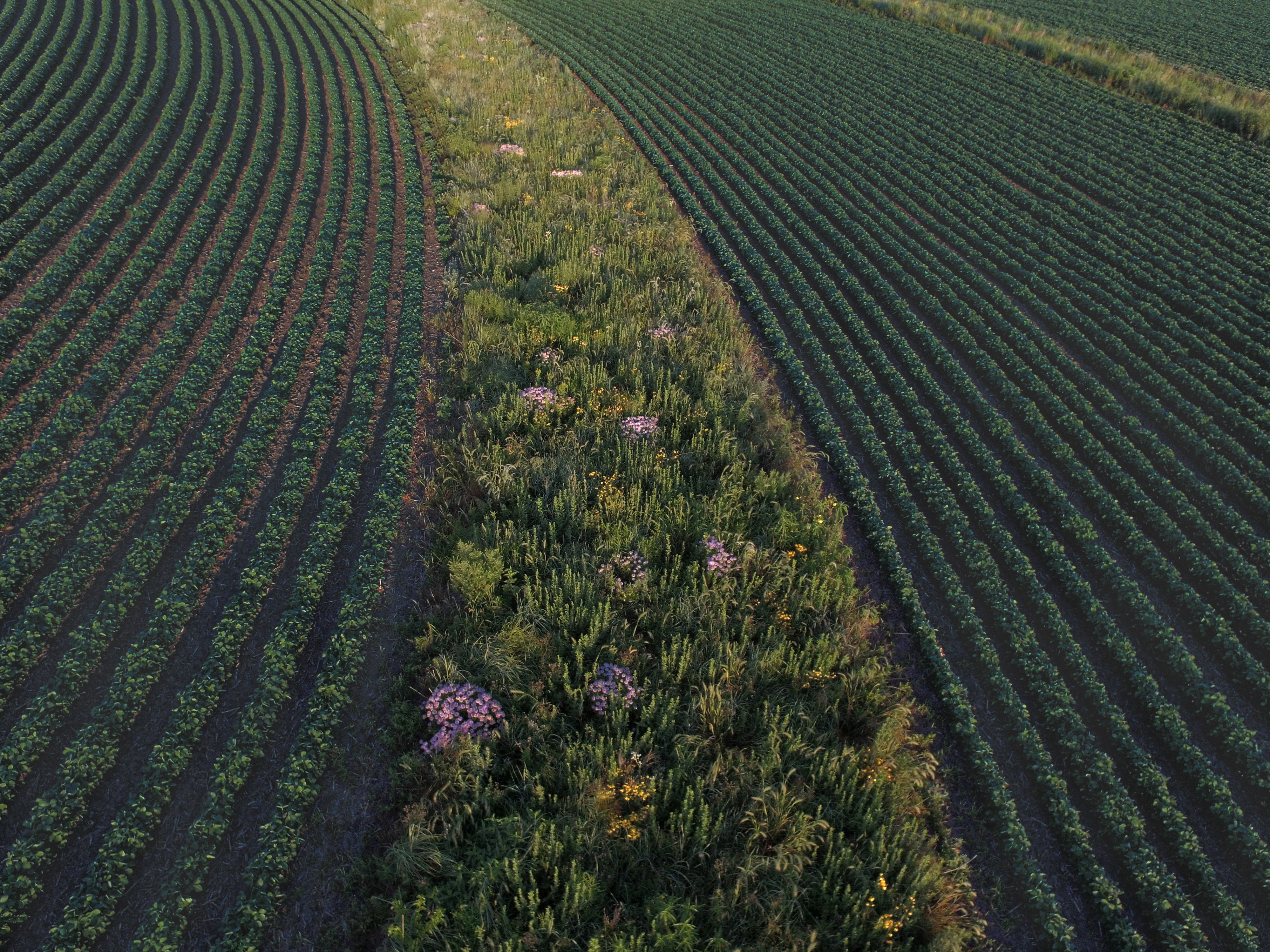 caption: Prairie strips in fields of corn or soybeans can protect the soil and allow wildlife to flourish. This strip was established in a field near Traer, Iowa, in 2015.