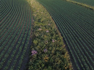 caption: Prairie strips in fields of corn or soybeans can protect the soil and allow wildlife to flourish. This strip was established in a field near Traer, Iowa, in 2015.