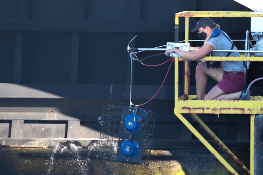 caption: Laura Bogaard spent more than a month on a platform overlooking the Ballard Locks, monitoring how seals were responding to a new device designed to startle them away from the fish ladder.
