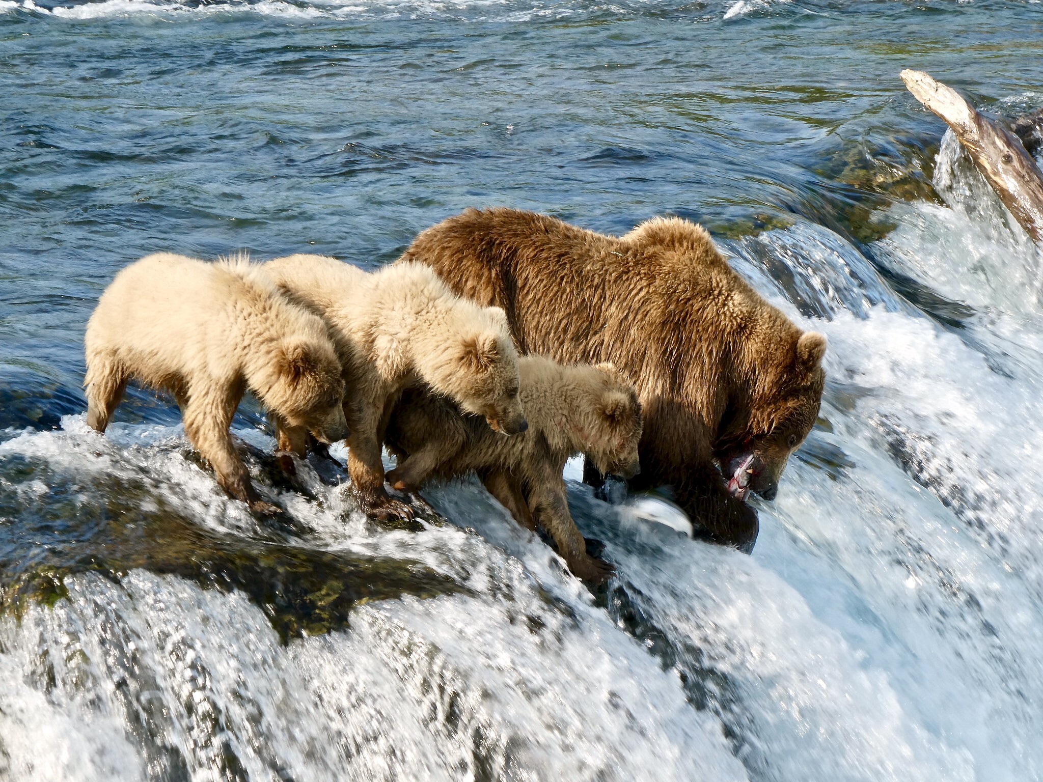 caption: Bear 402 was "the mother of at least eight litters, more than any other bear currently at Brooks River," according to the National Park Service. The bear, seen here fishing with her yearlings in 2019, was killed in a fight with another bear on Monday.