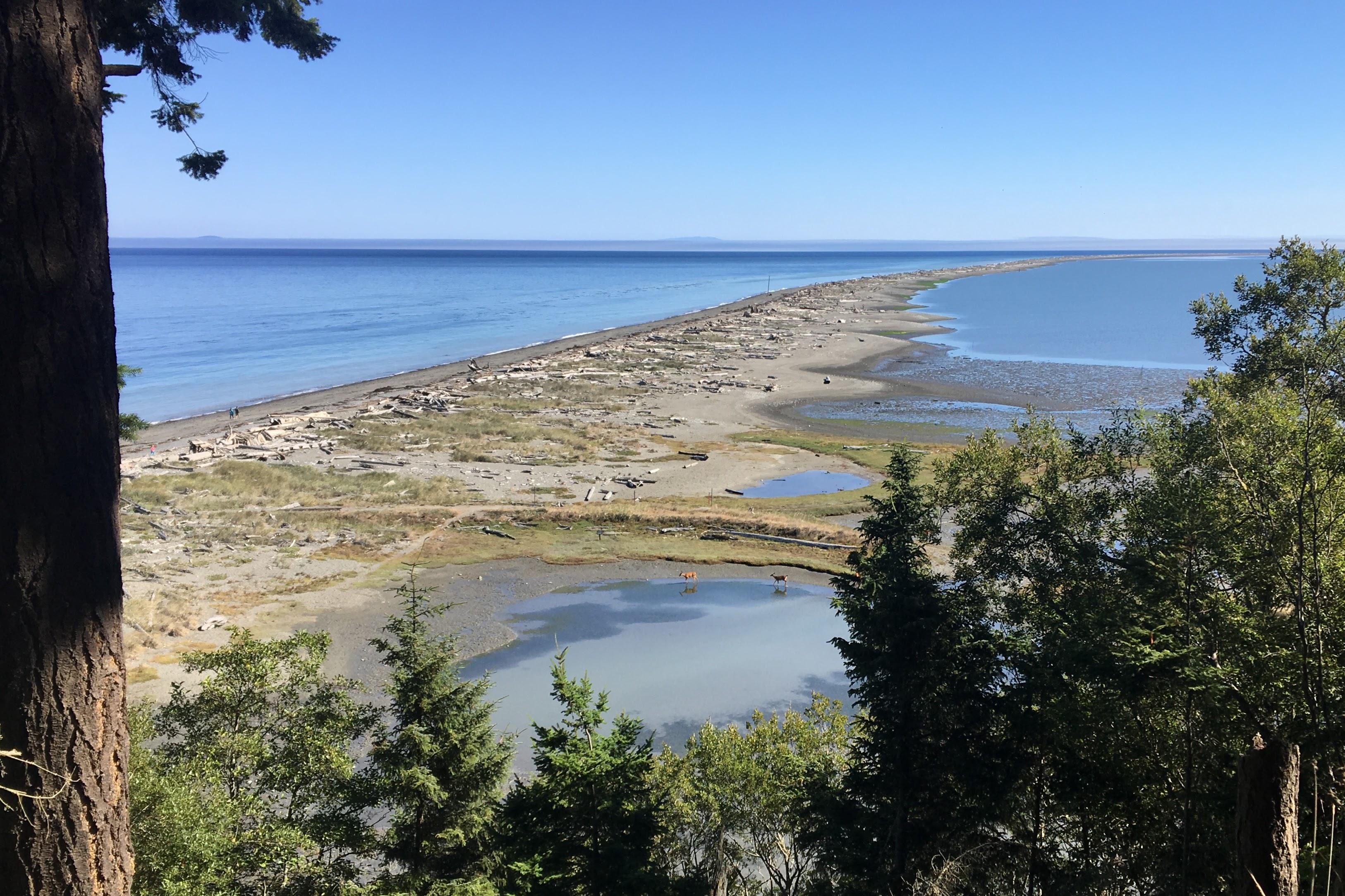 Washington tribe seeks control of Dungeness Spit refuge