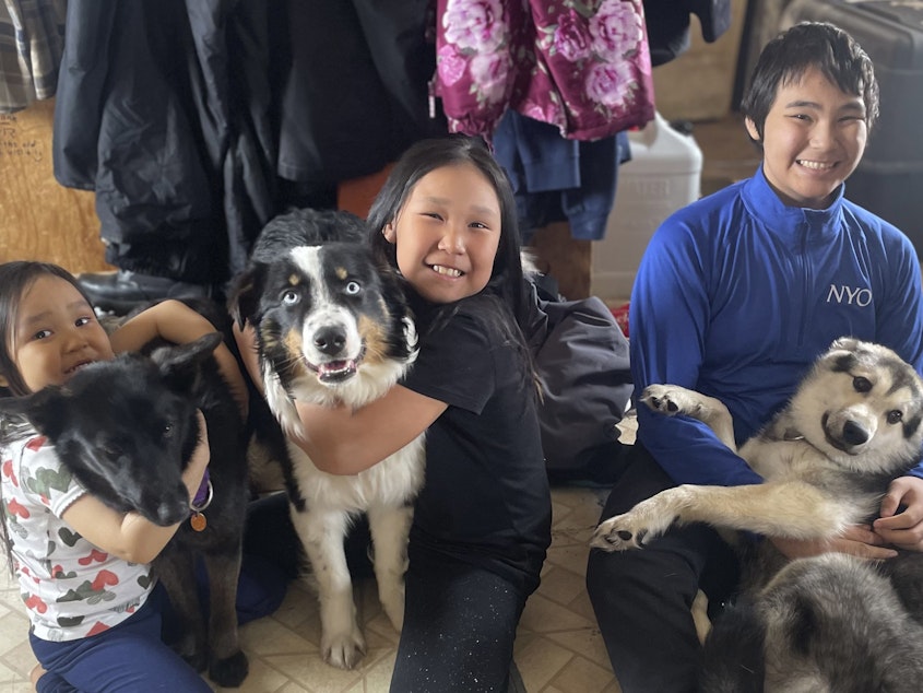 caption: One-year-old Australian shepherd Nanuq, in the middle with Brooklyn Faith, was returned to Gambell, Alaska, on April 6 after he disappeared for a month and walked on the Bering Sea ice 150 miles to Wales, Alaska. On the left are Brooklyn Faith's sister Zoey with Starlight and on the right is brother Ty with Kujo.